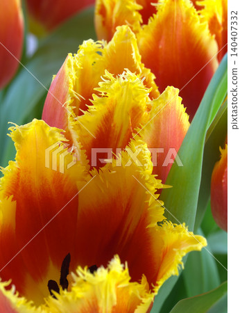 blossoms of parrot tulips blossoms of parrot tulips 140407332