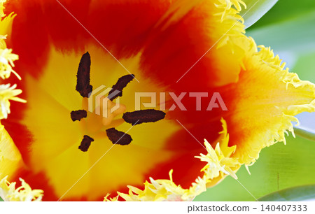blossom of a tulip with stigma and stamens blossom of a tulip with stigma and stamens 140407333