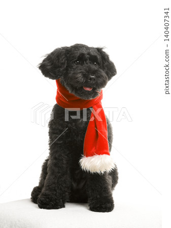 Toy poodle wearing a scarf Toy poodle wearing a scarf 140407341