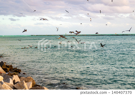 Flock pelican bird and sea gull. Pelican and seagull flying in sky. Flock of birds. Pelican and seagull flying at sea. Sea gull flying above sea. Birds migration. Birds hunting for fish Flock pelican bird and sea gull. Pelican and seagull flying in sky. Flock of birds. Pelican and seagull flying at sea. Sea gull flying above sea. Birds migration. Birds hunting for fish 140407370