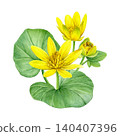 Watercolor botanical composition featuring yellow lesser celandine flowers, buds and green leaves. Hand-painted floral illustration for stationery, invitations, packaging, prints and spring decor. 140407396