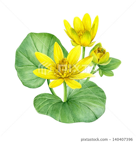Watercolor botanical composition featuring yellow lesser celandine flowers, buds and green leaves. Hand-painted floral illustration for stationery, invitations, packaging, prints and spring decor. Watercolor botanical composition featuring yellow lesser celandine flowers, buds and green leaves. Hand-painted floral illustration for stationery, invitations, packaging, prints and spring decor. 140407396