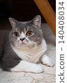 Scottish Straight cat rests on the floor in a cozy room setting 140408034