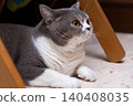 Scottish Straight cat lying on the floor in a room with wooden furniture 140408035