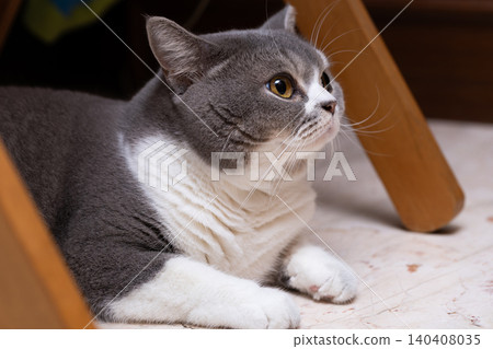 Scottish Straight cat lying on the floor in a room with wooden furniture 140408035