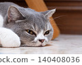 Scottish Straight cat rests on the floor in the living room 140408036