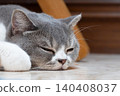 Scottish Straight cat resting on the floor in a quiet room 140408037
