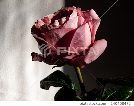 Elegant blooming rose flower with flexible plastic petals in dramatic contrast evening sidelight 140408472