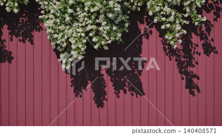 Branches of flowering jasmine hanging over a burgundy metal profile fence. Branches of flowering jasmine hanging over a burgundy metal profile fence. 140408571