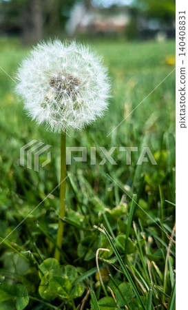 Dandelion seed head blowball in green lawn close up. Dandelion seed head blowball in green lawn close up. 140408831