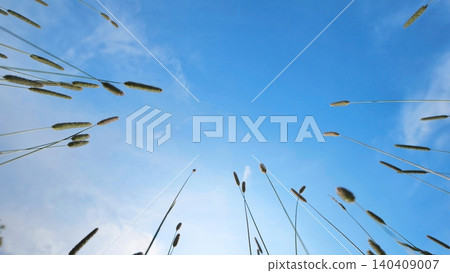 Lush green grasses bending towards a clear blue summer sky at low angle view Lush green grasses bending towards a clear blue summer sky at low angle view 140409007