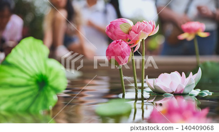 Pink lotus flowers emerging from water in Vietnam Pink lotus flowers emerging from water in Vietnam 140409068