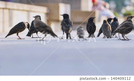 Group of starlings pecking on the ground in Moscow. Group of starlings pecking on the ground in Moscow. 140409112