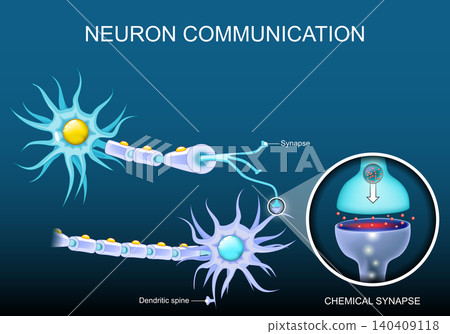 Neural communication. Transmission of the nerve signal between two neurons with axon and synapse. 140409118