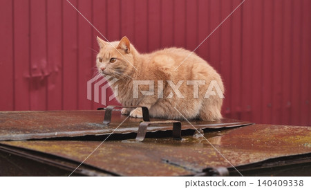 Orange tabby cat sitting on rusty dumpster, looking grumpy against red fence Orange tabby cat sitting on rusty dumpster, looking grumpy against red fence 140409338
