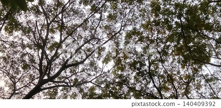 Silhouette of a tree canopy with intertwining branches 140409392