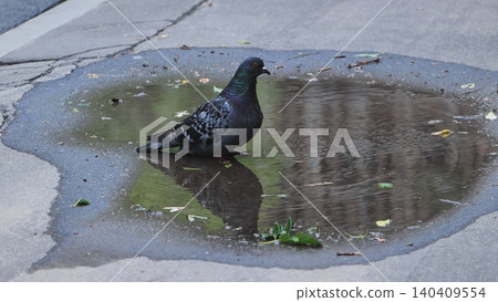 Urban pigeon standing in a street puddle with reflection, city life scene Urban pigeon standing in a street puddle with reflection, city life scene 140409554