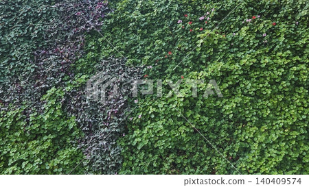 Lush green living wall creating a vertical garden and eco-friendly landscape design Lush green living wall creating a vertical garden and eco-friendly landscape design 140409574