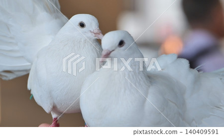 White fantail doves representing peace and on a bright, soft background White fantail doves representing peace and on a bright, soft background 140409591