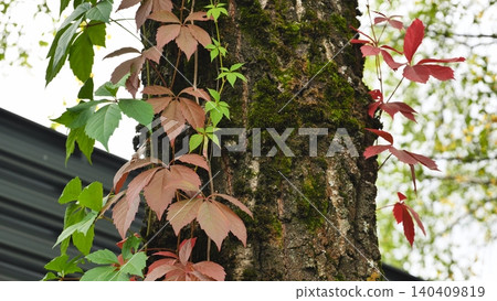 Virginia creeper vine with red and green leaves climbing a mossy tree trunk in autumn. Virginia creeper vine with red and green leaves climbing a mossy tree trunk in autumn. 140409819