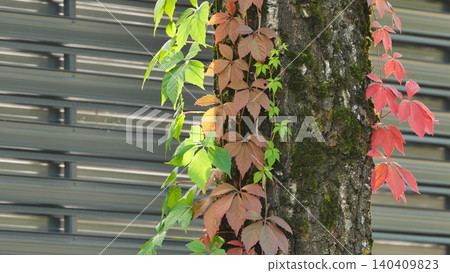 Colorful autumn vine with green and red leaves climbing a mossy tree trunk against a modern background. Colorful autumn vine with green and red leaves climbing a mossy tree trunk against a modern background. 140409823