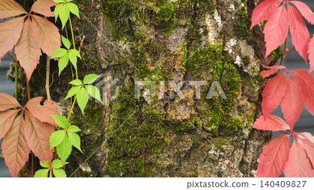 Colorful climbing plant leaves in green and red on a mossy tree trunk 140409827