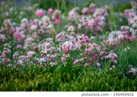 Soft pink flowers blooming in a spring garden Soft pink flowers blooming in a spring garden 140409926