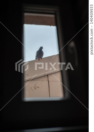 Pigeon on rooftop seen through window frame 140409933