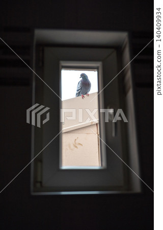 Pigeon seen through a small window Pigeon seen through a small window 140409934