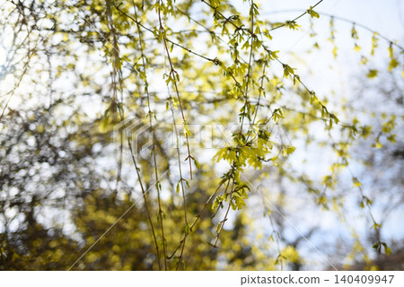 Fresh spring leaves on branches in soft sunlight 140409947