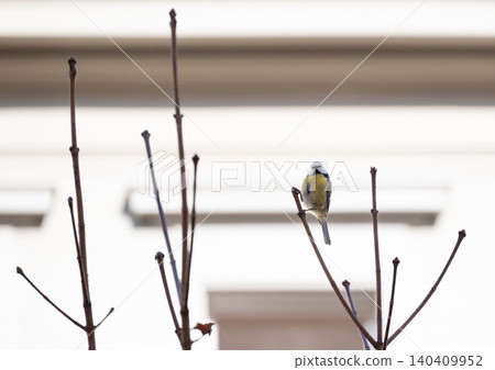 Small bird on bare branches in a quiet winter garden Small bird on bare branches in a quiet winter garden 140409952