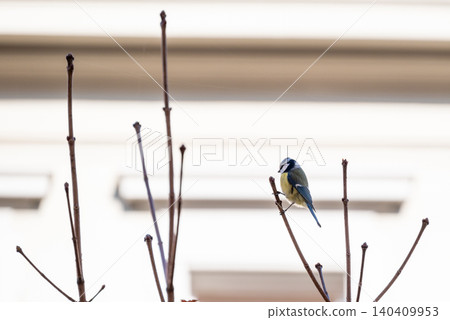 Small bird perched on bare branches in winter Small bird perched on bare branches in winter 140409953