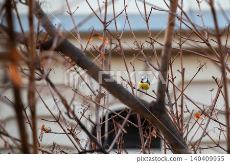 Small bird on bare branches in a quiet garden 140409955