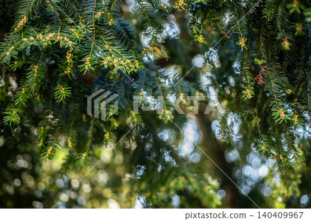 Green evergreen branches with soft forest bokeh 140409967