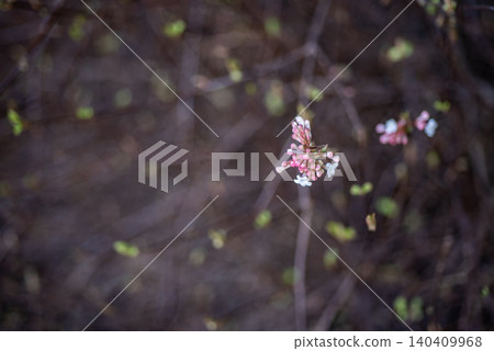 Delicate spring blossoms with soft blurred background 140409968