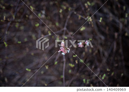 Soft pink blossoms on dark branches in spring Soft pink blossoms on dark branches in spring 140409969