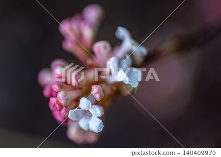 Macro of pink buds and white spring flowers Macro of pink buds and white spring flowers 140409970
