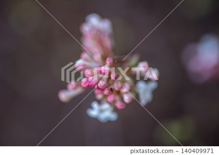 Soft close-up of pink flower buds Soft close-up of pink flower buds 140409971