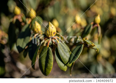 Yellow buds and green leaves in warm sunlight Yellow buds and green leaves in warm sunlight 140409972