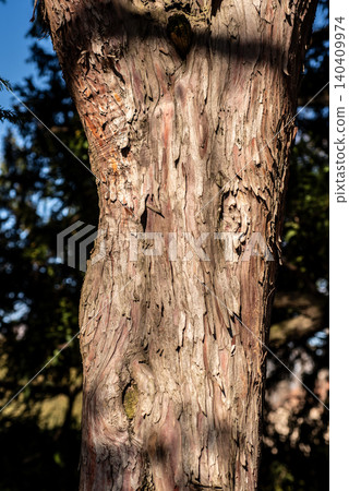 Close view of tree trunk bark in sunlight 140409974