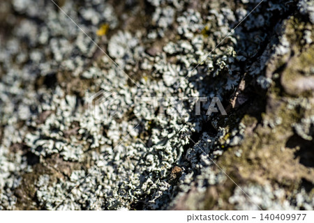 Close up of lichen on rough tree bark Close up of lichen on rough tree bark 140409977