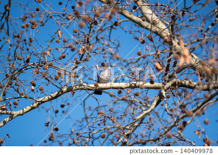 Gray bird on bare tree branch under blue sky Gray bird on bare tree branch under blue sky 140409978