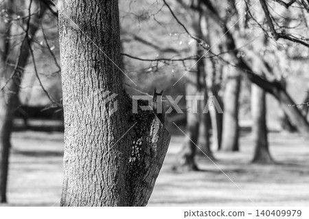 Squirrel peeking from tree in black and white Squirrel peeking from tree in black and white 140409979
