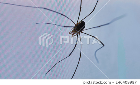 Harvestman arachnid on a mesh surface, showing long spindly legs and delicate body in Moscow Harvestman arachnid on a mesh surface, showing long spindly legs and delicate body in Moscow 140409987
