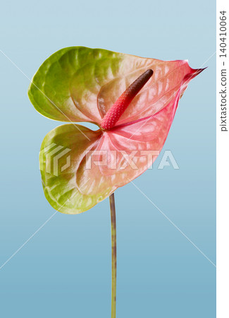 flamingo flower Anthurium andraeanum with pink, orange and green tones isolated on a light background. Tropical exotic houseplant with glossy heart-shaped spathe and long stem. flamingo flower Anthurium andraeanum with pink, orange and green tones isolated on a light background. Tropical exotic houseplant with glossy heart-shaped spathe and long stem. 140410064