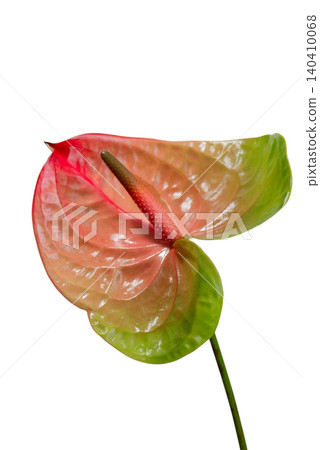 flamingo flower Anthurium andraeanum with pink, orange and green tones isolated on a light background. Tropical exotic houseplant with glossy heart-shaped spathe and long stem. flamingo flower Anthurium andraeanum with pink, orange and green tones isolated on a light background. Tropical exotic houseplant with glossy heart-shaped spathe and long stem. 140410068