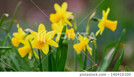 Yellow Daffodil Flowers Blooming in Spring Garden, Soft Focus Floral Background Yellow Daffodil Flowers Blooming in Spring Garden, Soft Focus Floral Background 140410100