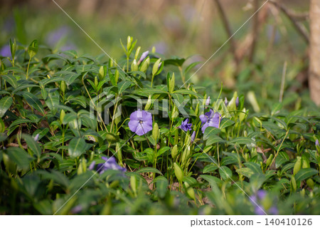 Purple Periwinkle Flowers Blooming in Green Foliage, Natural Floral Background. Vinca minor blooming among dense green foliage in a natural forest setting. 140410126