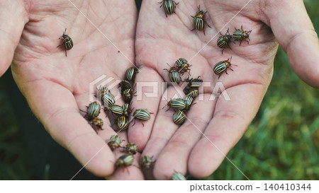 Farmer holds colorado potato beetles, showcasing agricultural pest control and the challenges of protecting crops from insect infestations Farmer holds colorado potato beetles, showcasing agricultural pest control and the challenges of protecting crops from insect infestations 140410344