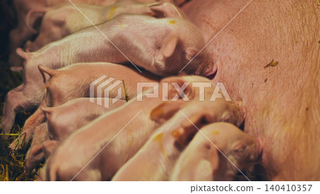 Newborn piglets nursing beside sow, highlighting maternal care in farm animal husbandry Newborn piglets nursing beside sow, highlighting maternal care in farm animal husbandry 140410357
